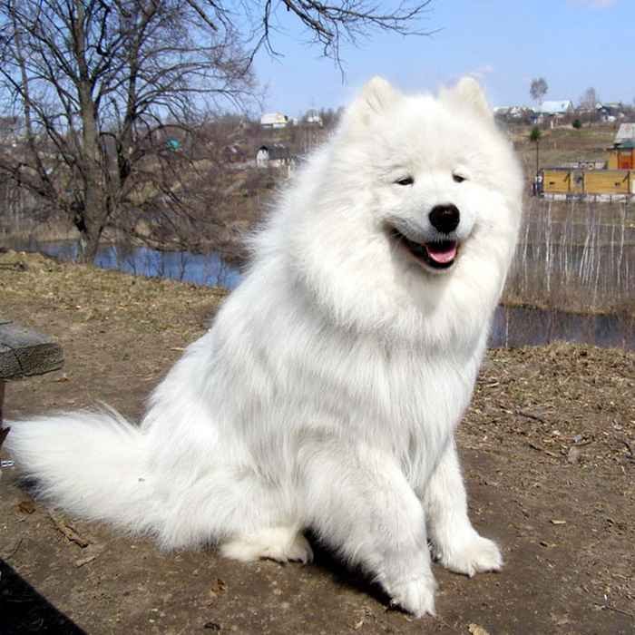 Самоеды.