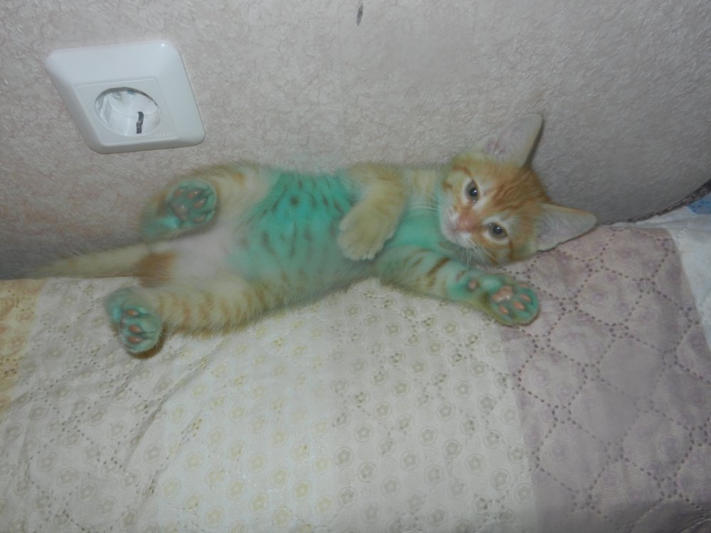 Никогда. Никогда не открывайте с котом зеленку!