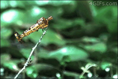 13938301262670.gif
