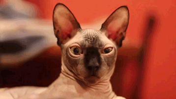 13945328181530.gif