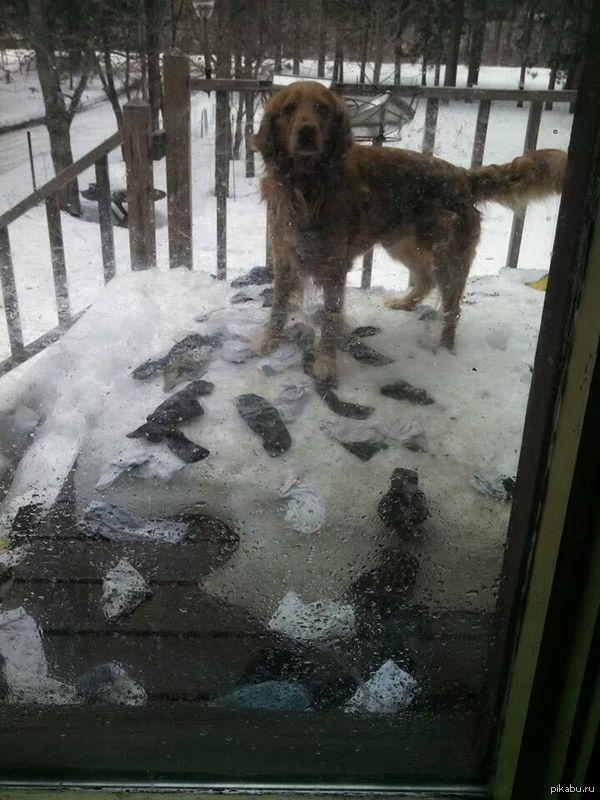 &quot;Теперь, когда снег растаял, я понял  куда девались все мои носки, и кто виновен&quot;   пес, собака, не мое