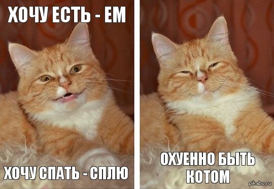 Пост чёрной зависти. у меня дома таких 4 штуки)  кот, райская жизнь, друг человека, зависть