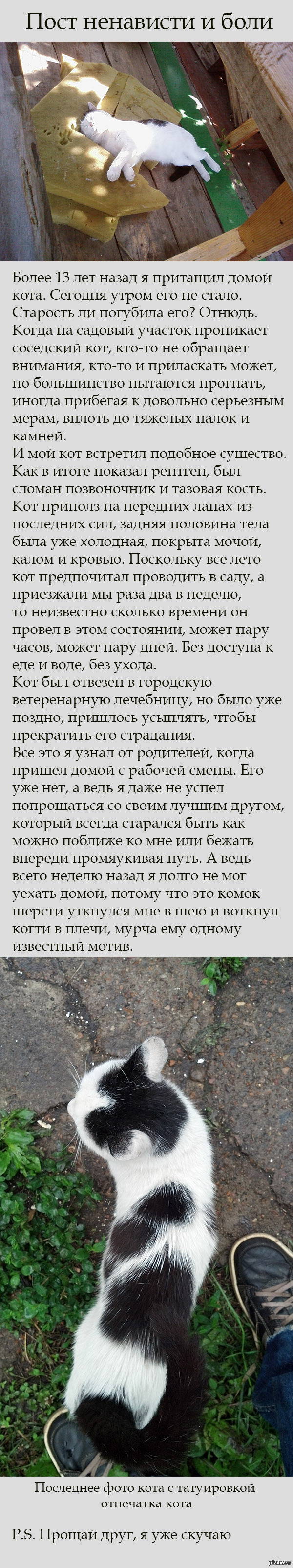 Пост в память о друге, которого уже нет   кот, жестокость, издевательство над животными, Прощание, длиннопост