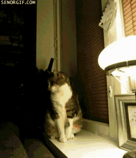 1407783516_1406580411.gif