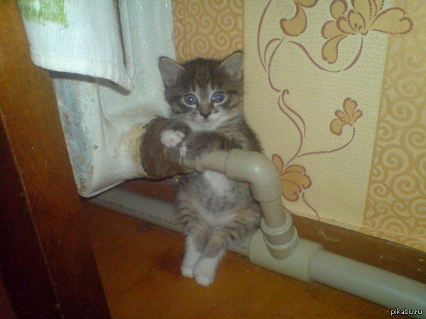 Пригрелся ;D   кот, батарея, тепло