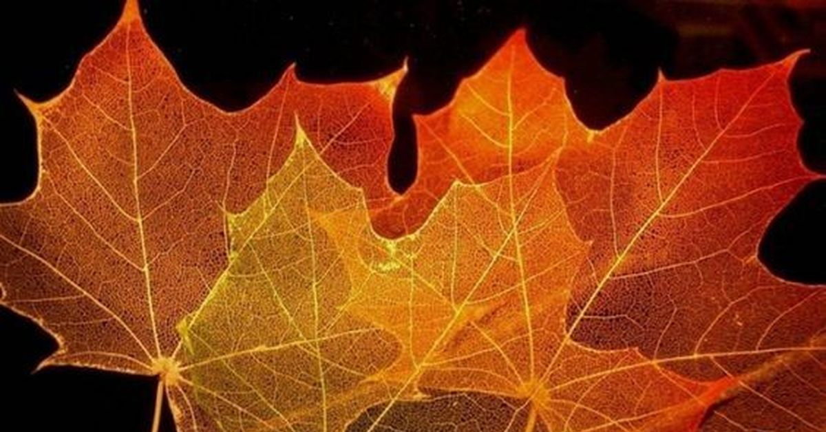 Красивые листья для декора Красивые листья для декора
