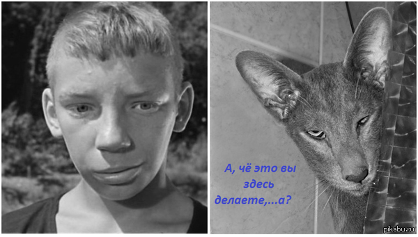 А че вы тут делаете а картинки